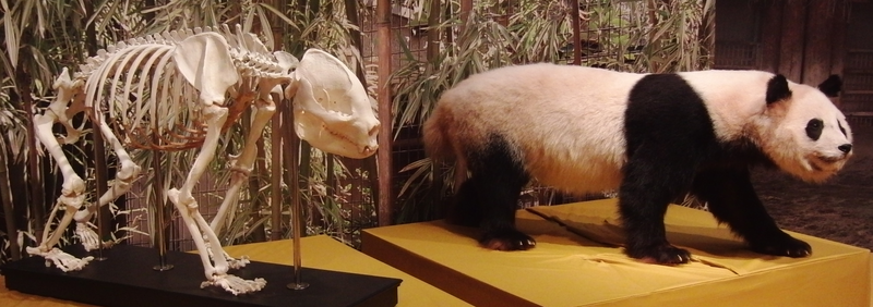Illustration for article titled Meet The Parasitic Worm That's Killing Giant Pandas